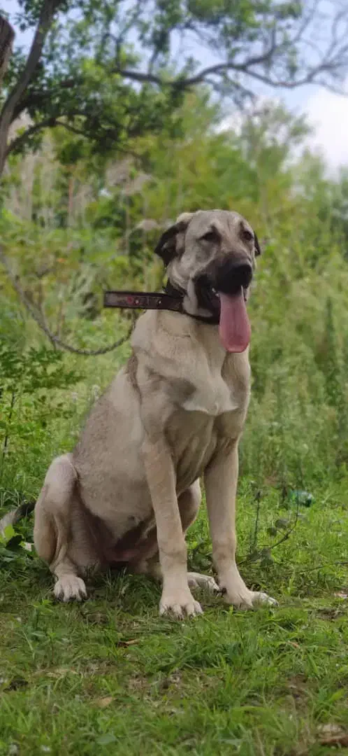 واگذاری ماده پژدر ،عراقی|سگ|رودسر, |دیوار