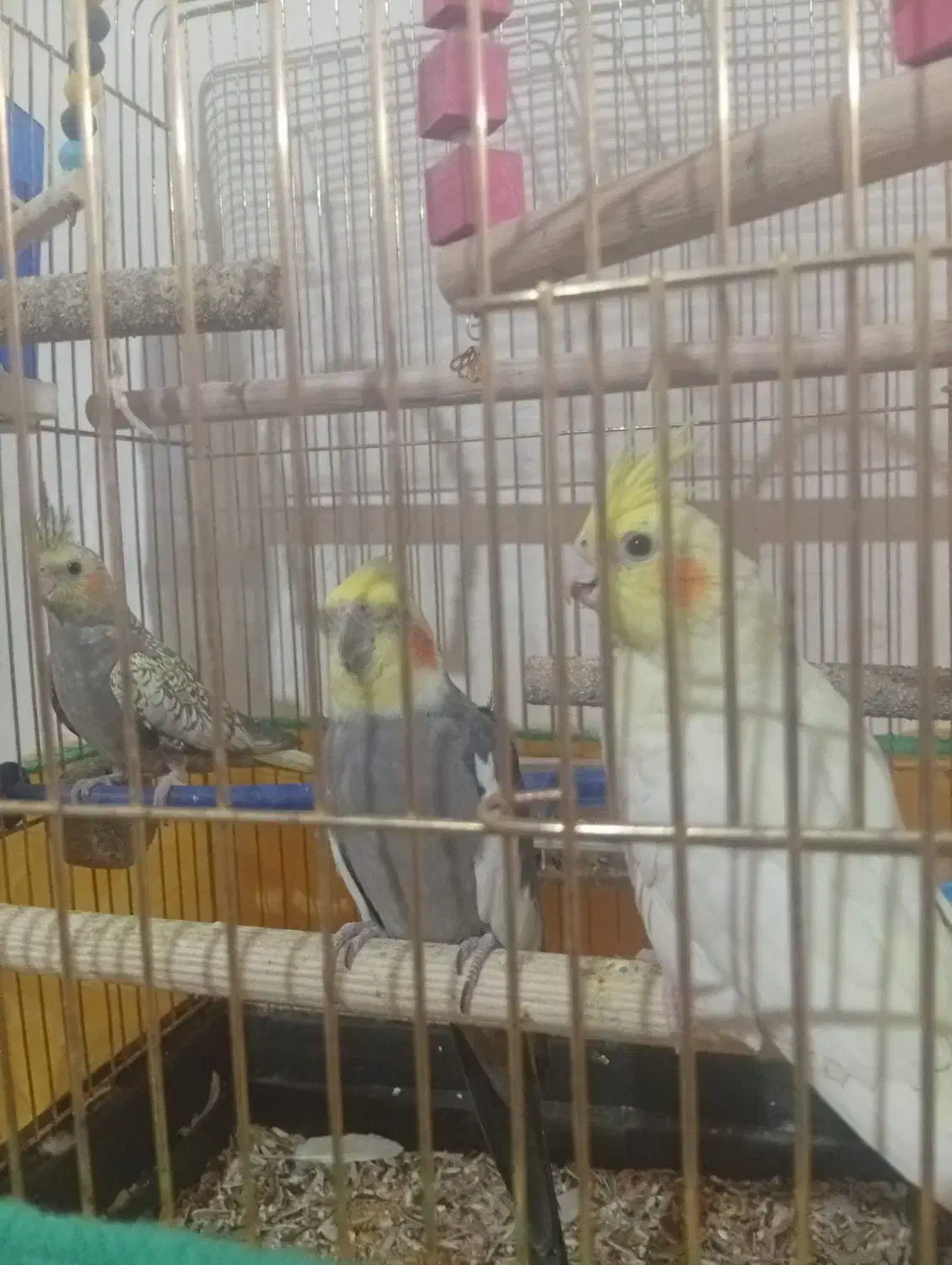 3عدد عروس هلندی|پرنده|یاسوج, |دیوار