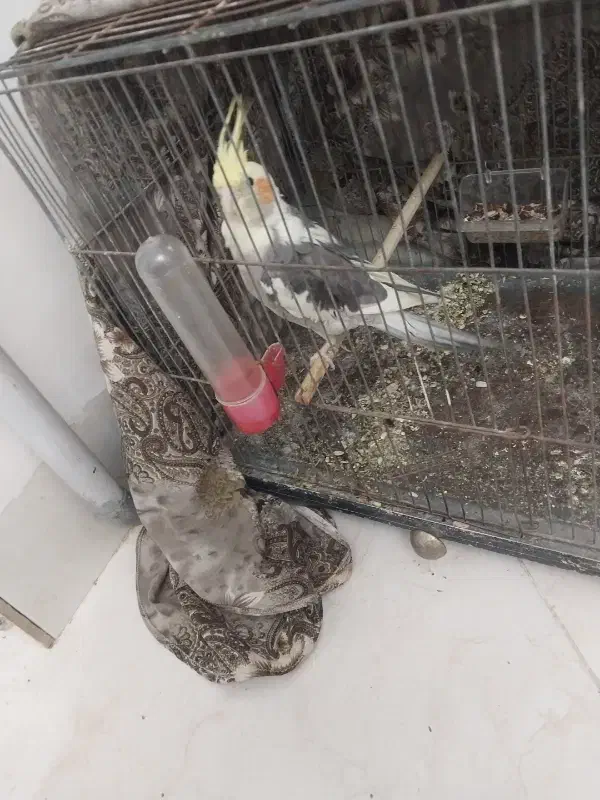 عروس هلندی|پرنده|پاکدشت, پاکدشت (مامازند)|دیوار