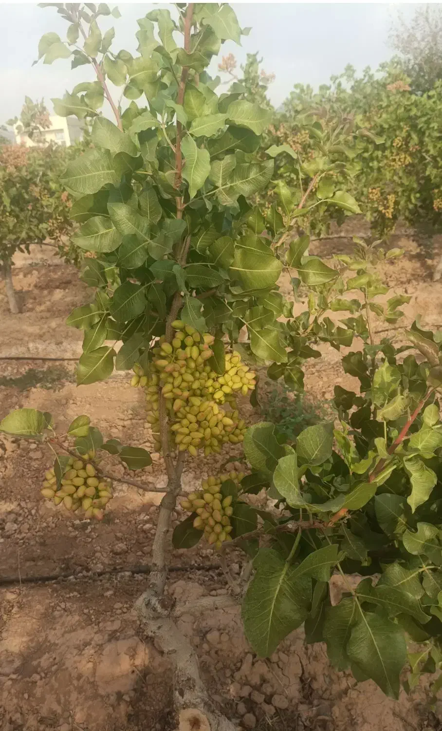 مهندسی و مشاوره باغات پسته|خدمات باغبانی و درختکاری|سروستان, |دیوار