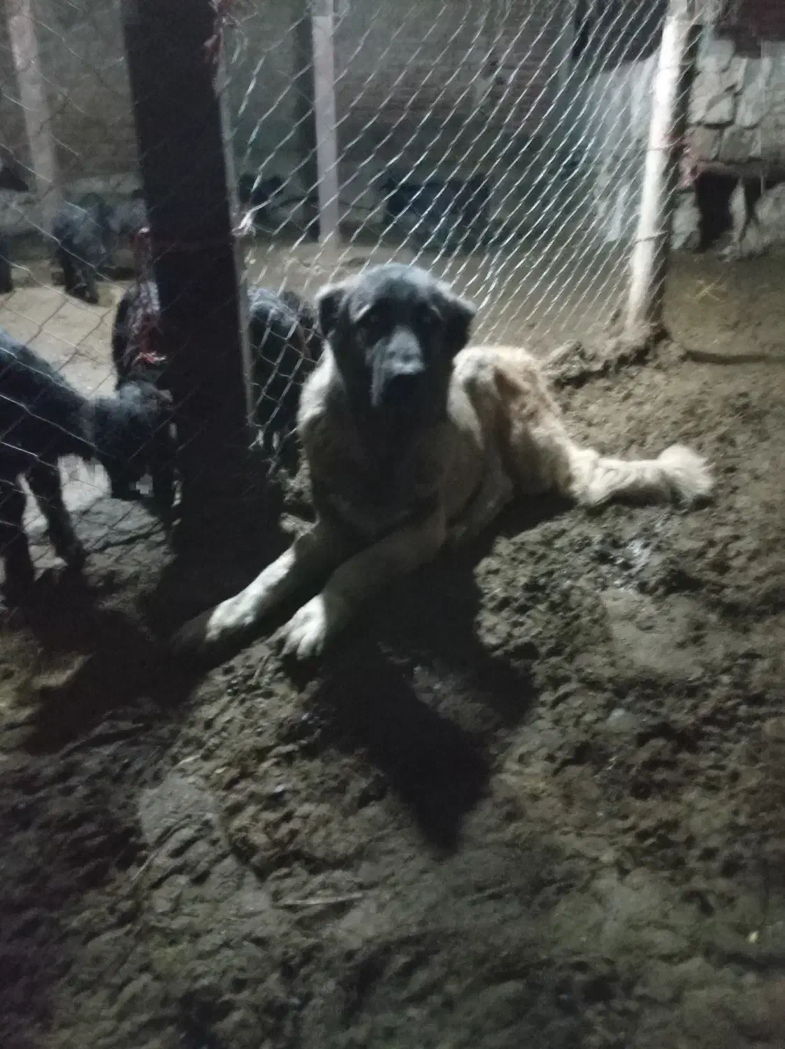 سگ سرابی|سگ|خسروشاه, |دیوار