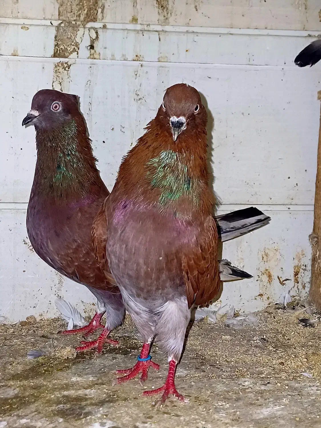 کبوتر سرخ سرور|پرنده|آستانه اشرفیه, |دیوار