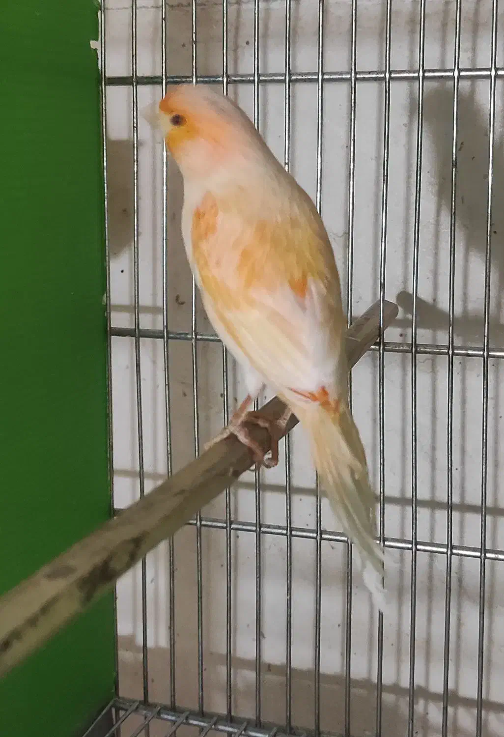 انواع قناری|پرنده|مرودشت, ابوذر شمالی|دیوار