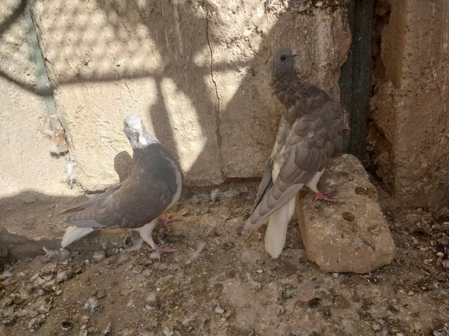 خوشرنگ الماسی یال چپ سبز پرشی پلاکی|پرنده|کوه چنار, |دیوار