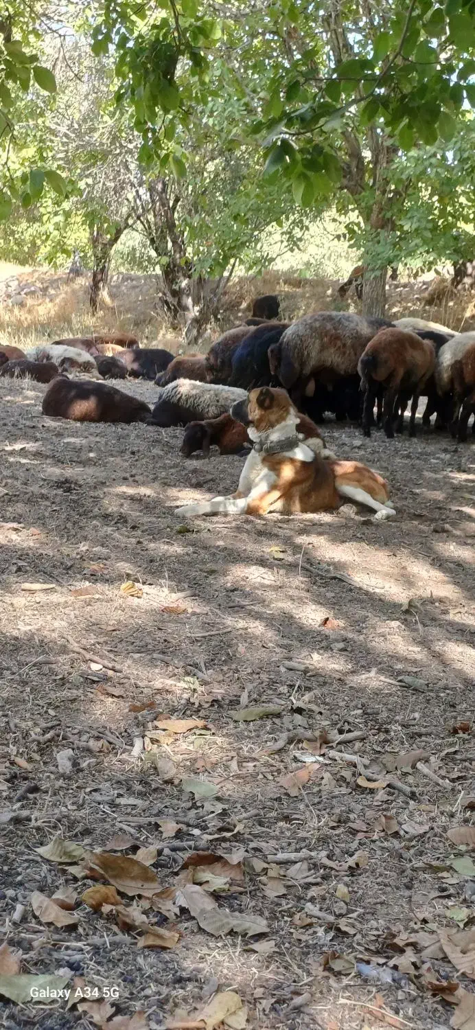 سگ گله|سگ|گلپایگان, |دیوار