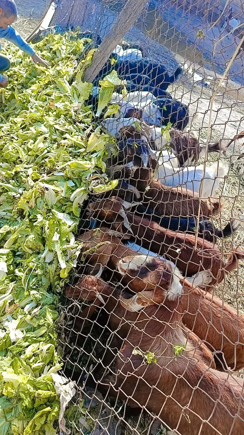 یک گله بز نجدی|حیوانات مزرعه|اهواز, غیزانیه|دیوار