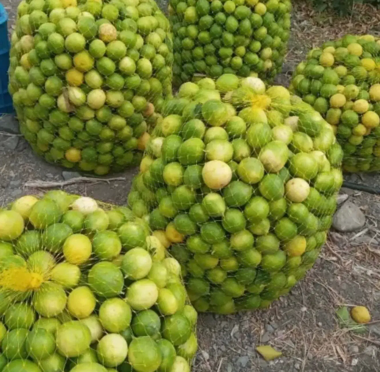 آبلیموطبیعی بدون افزودنی مستقیم ‌از تولید کننده|عمده‌فروشی|تهران, شهرک دانشگاه شریف|دیوار