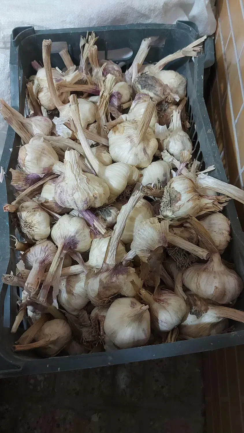 فروش سیر سفید بذری|گل و گیاه طبیعی|لنجان, |دیوار