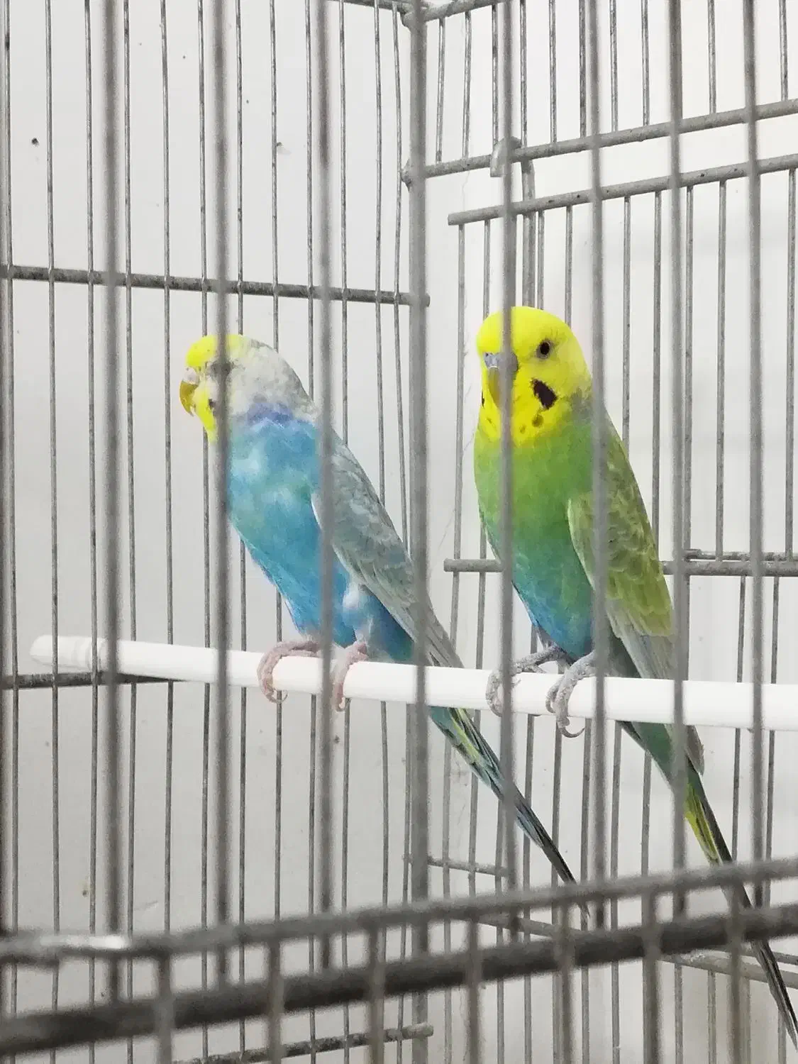 مرغ عشق|پرنده|اهواز, کیان اباد|دیوار