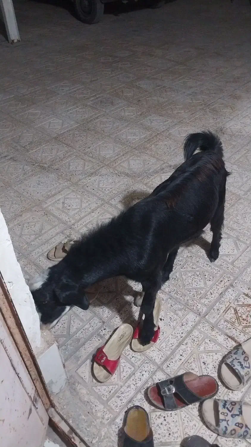 چپشت چاق|حیوانات مزرعه|میناب, |دیوار