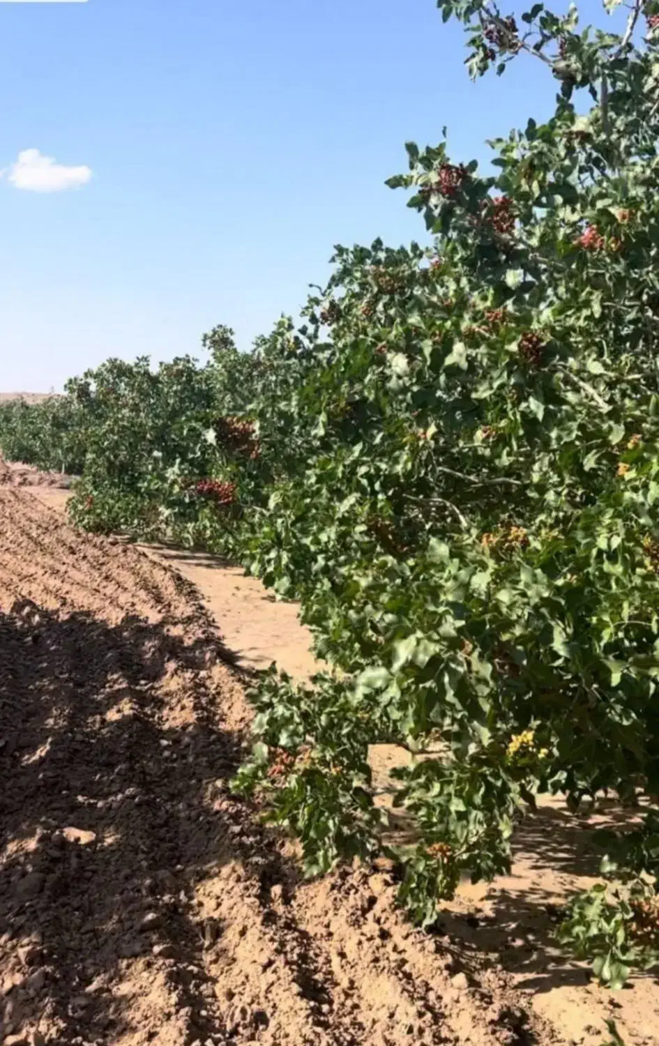 باغ پسته 850میلیون|فروش دفتر صنعتی، کشاورزی، تجاری|نیشابور, ریوند|دیوار