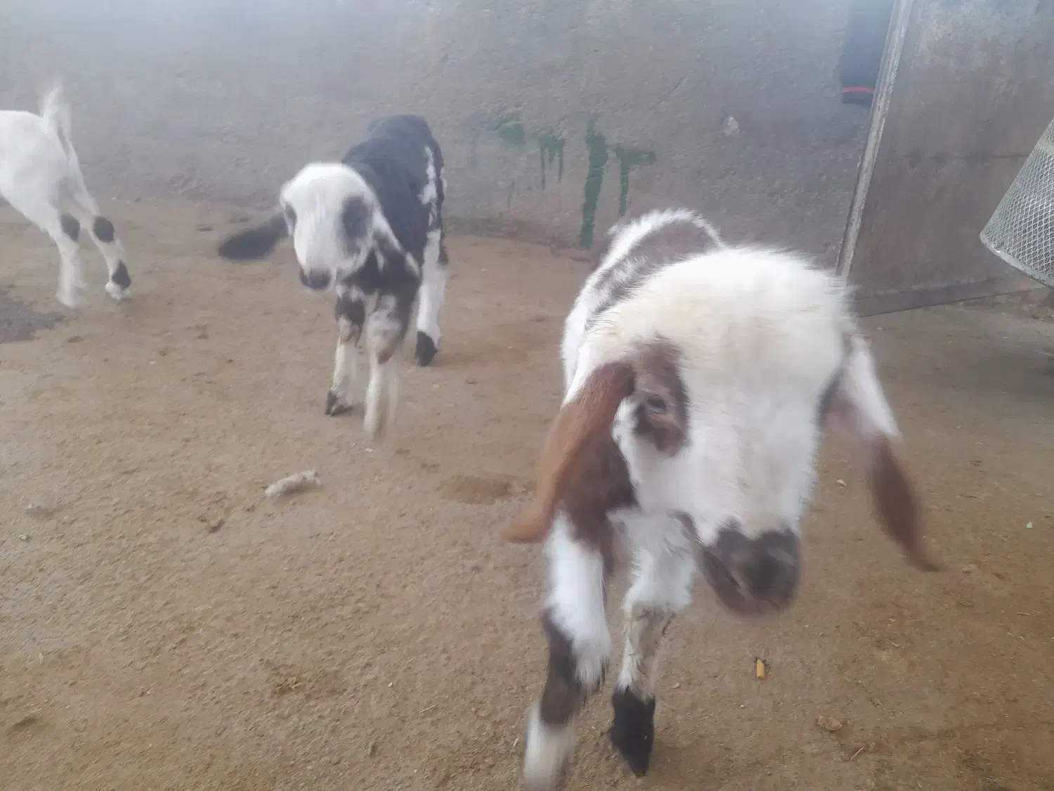 خرید فروش انواع بره شیری وبزغاله|حیوانات مزرعه|تربتحیدریه, باغ سلطانی|دیوار