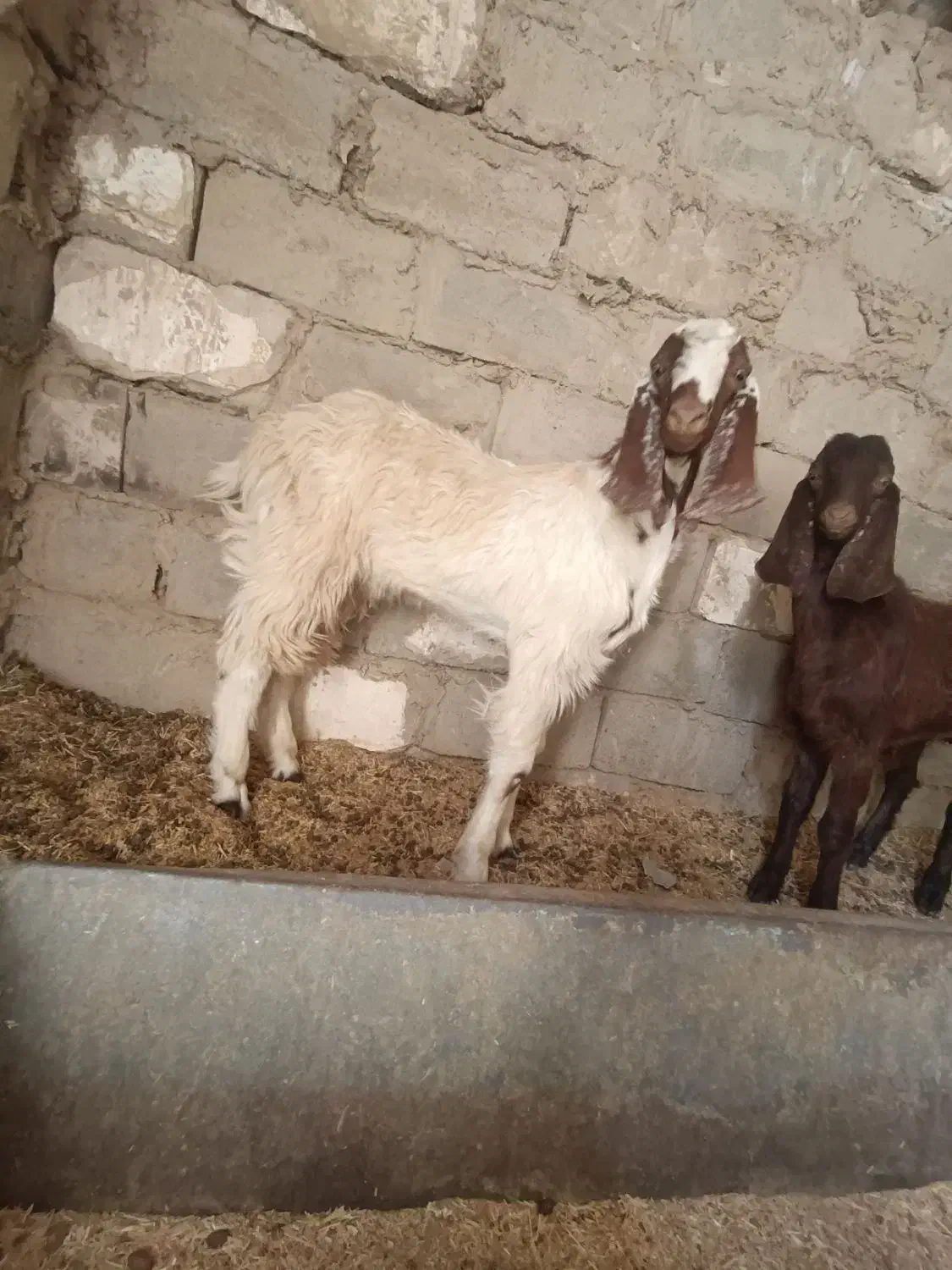 بز مری با کهر|حیوانات مزرعه|هیرمند, |دیوار