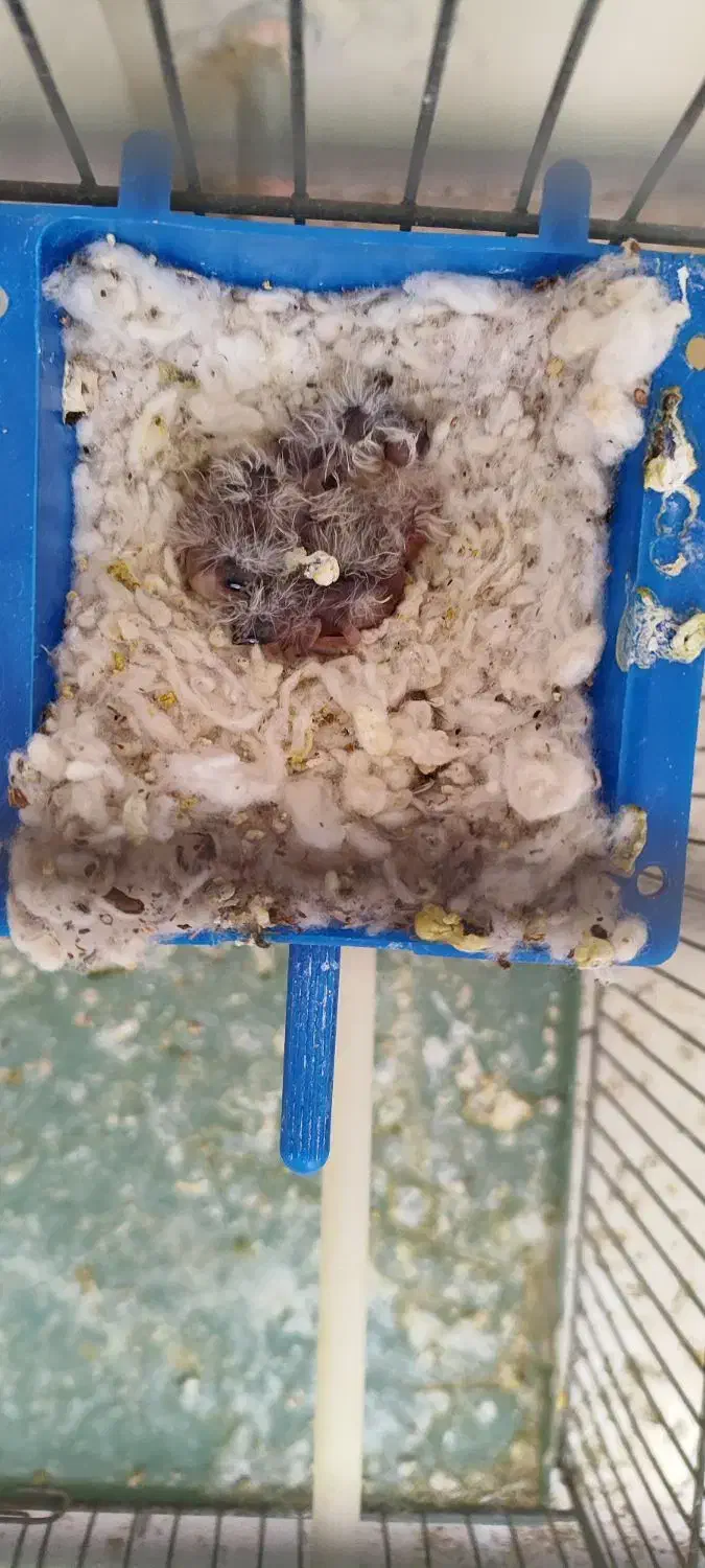 فنچ مولد|پرنده|جوانرود, |دیوار