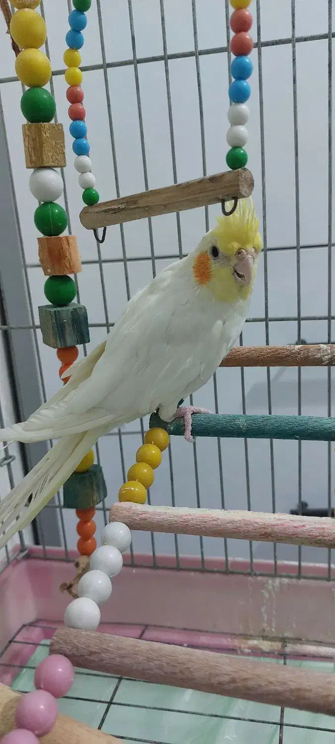 عروس هلندی|پرنده|کرمانشاه, |دیوار