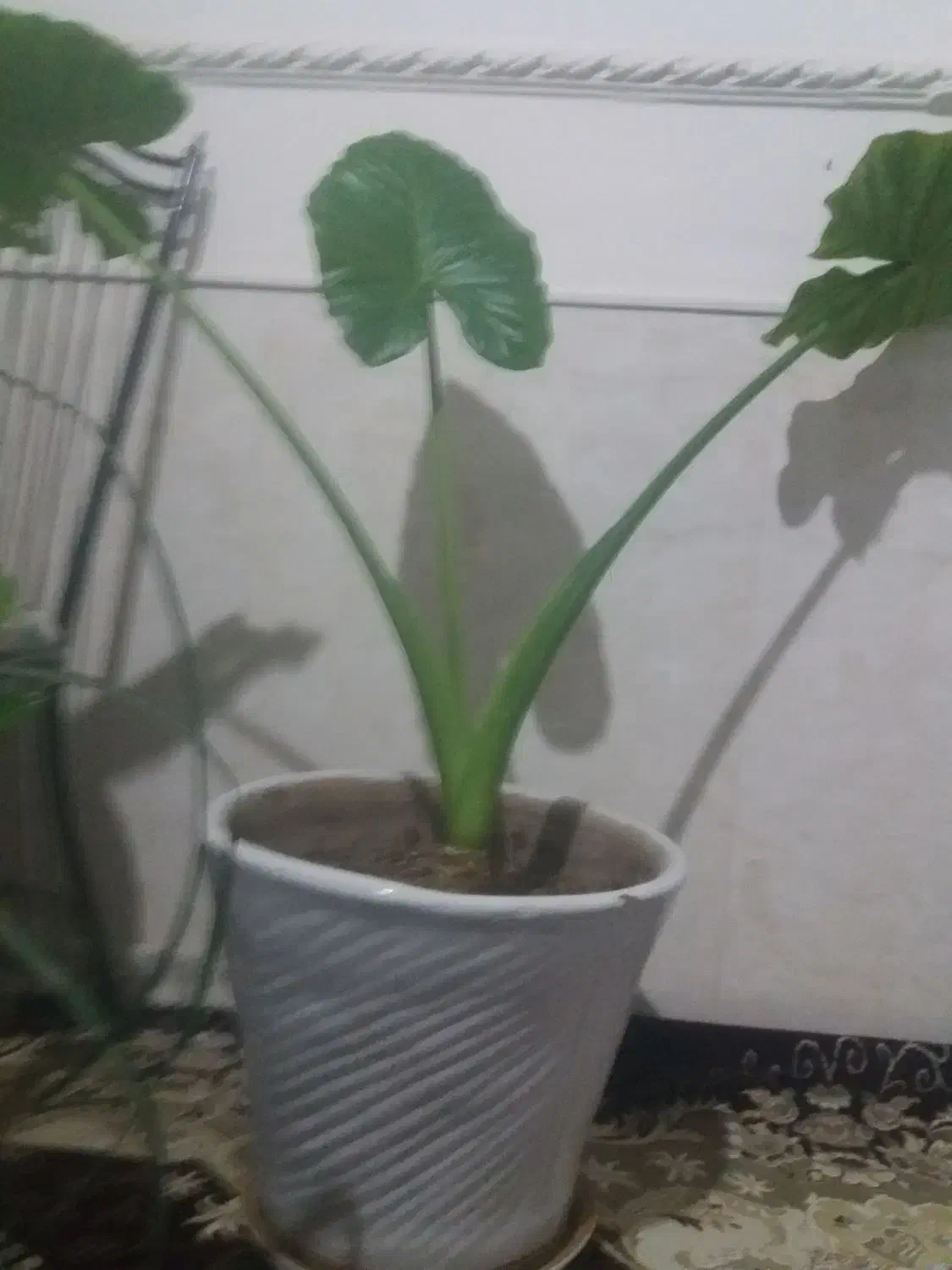 گل طبیعی|گل و گیاه طبیعی|نیشابور, شهرآرا|دیوار