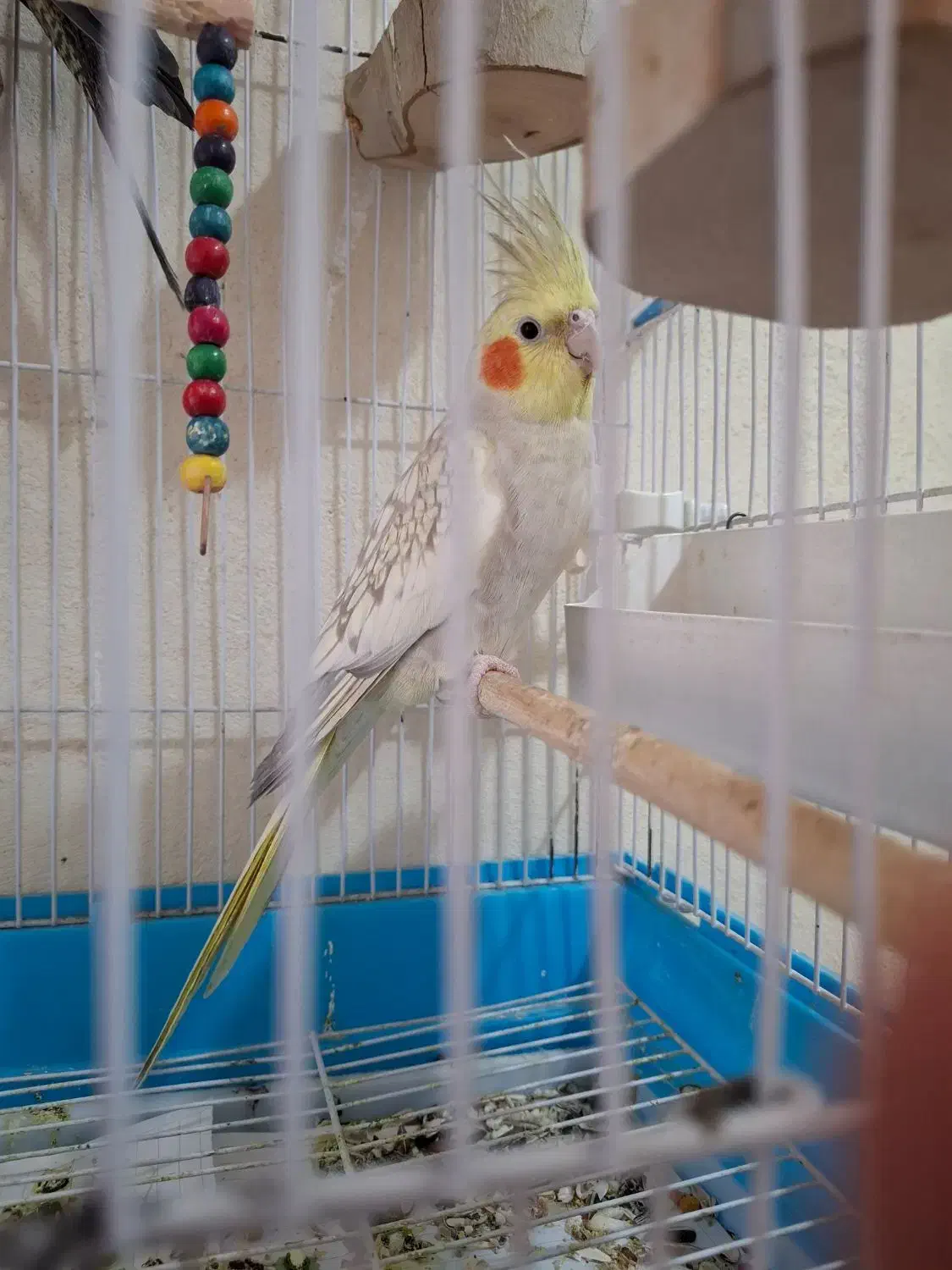 عروس هلندی|پرنده|سرپل ذهاب, |دیوار