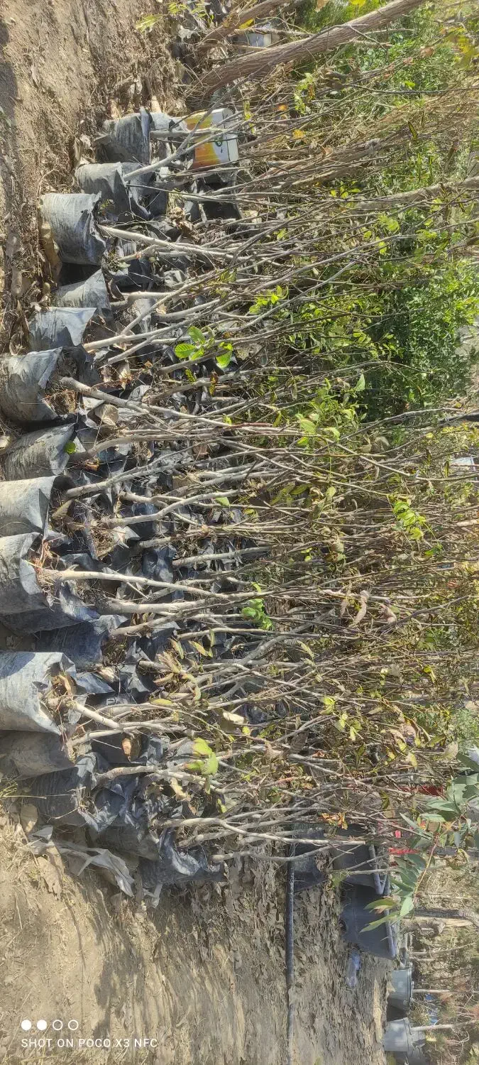 نهال و گل و گیاه زینتی|خدمات باغبانی و درختکاری|چهاردانگه (تهران), |دیوار