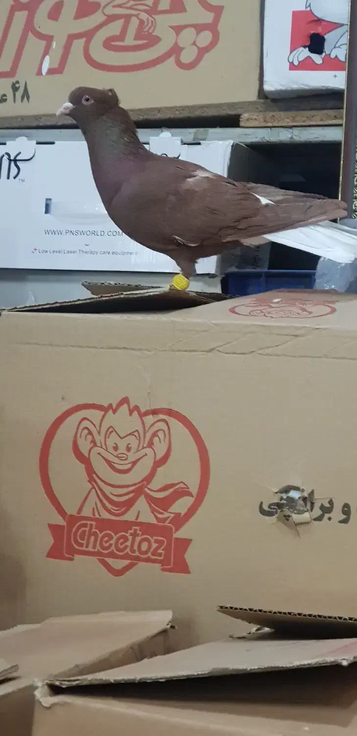 دم سفید نر پرشی فقط تماس بگیرید|پرنده|نیشابور, فردوسی جنوبی|دیوار