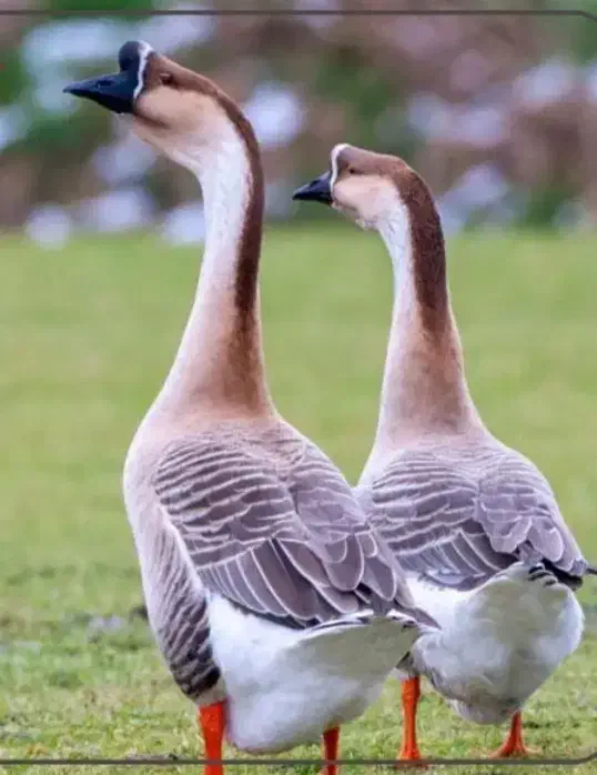 قو غاز آفریقایی|حیوانات مزرعه|صومعه‌سرا, |دیوار