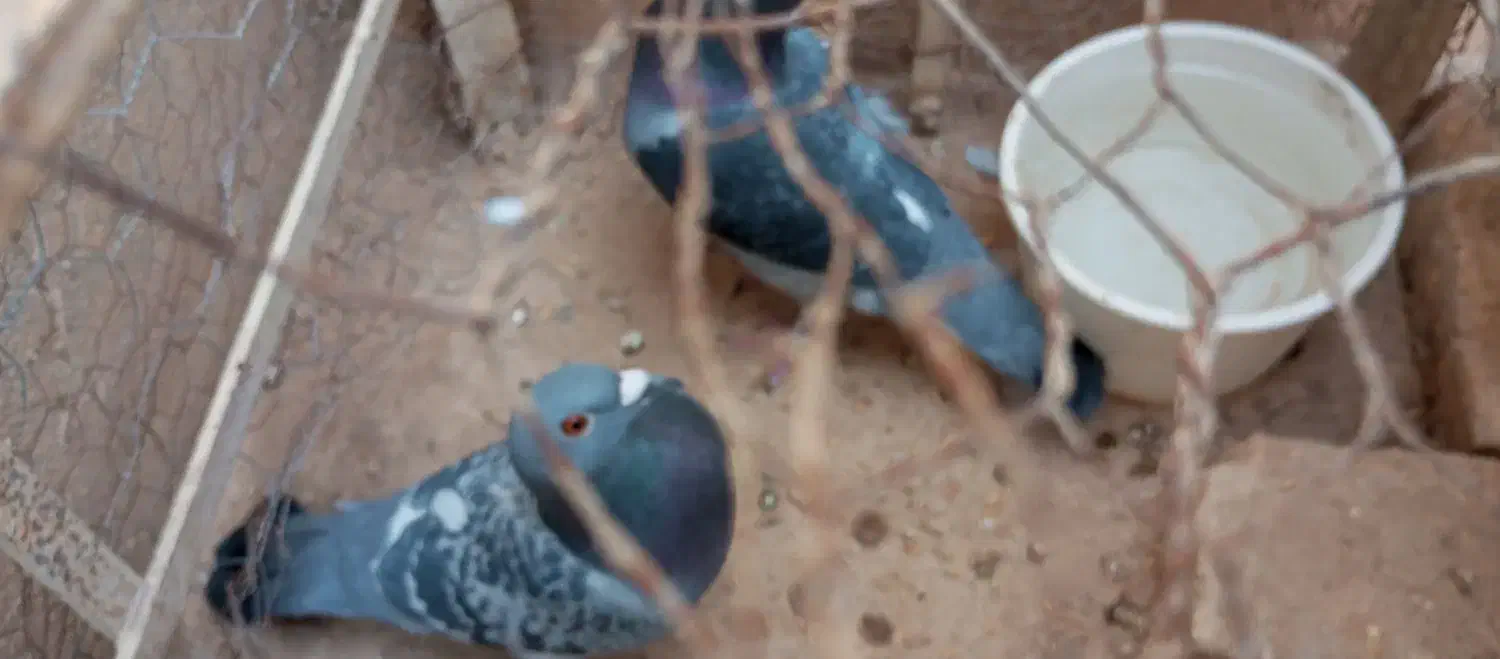 همش با هم مامله با یک جفت دم چتری|پرنده|کازرون, |دیوار