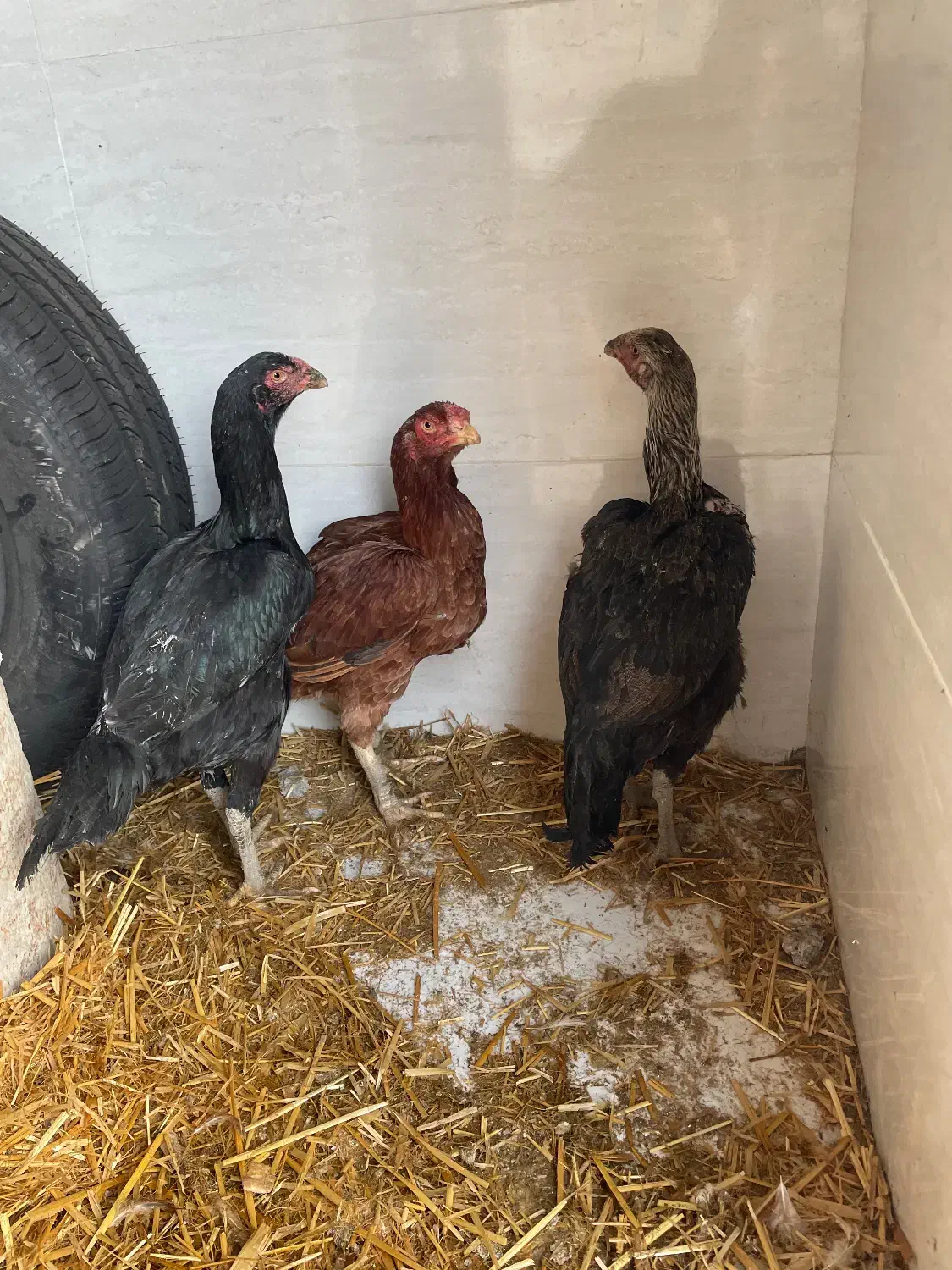 فروش|حیوانات مزرعه|رشت, گلزاران|دیوار