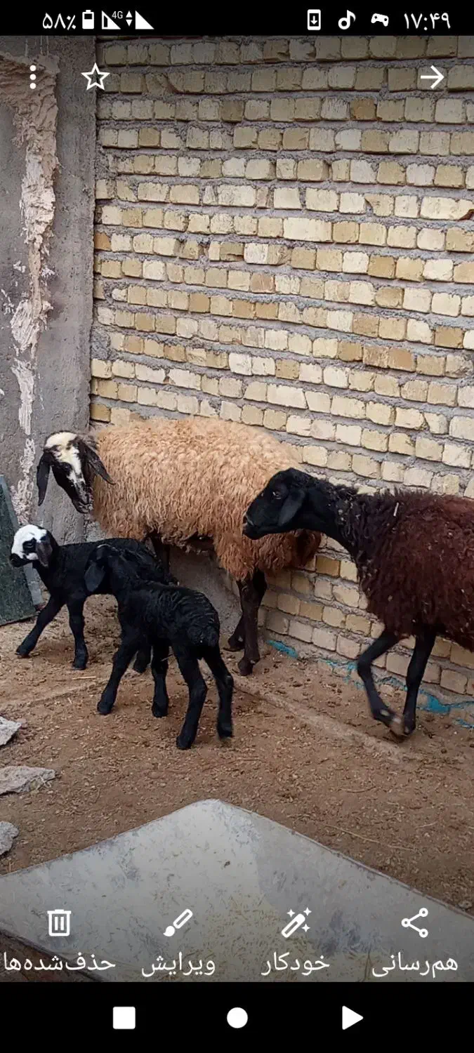 دورآس شیشک شکم اول|حیوانات مزرعه|اسفرورین, |دیوار