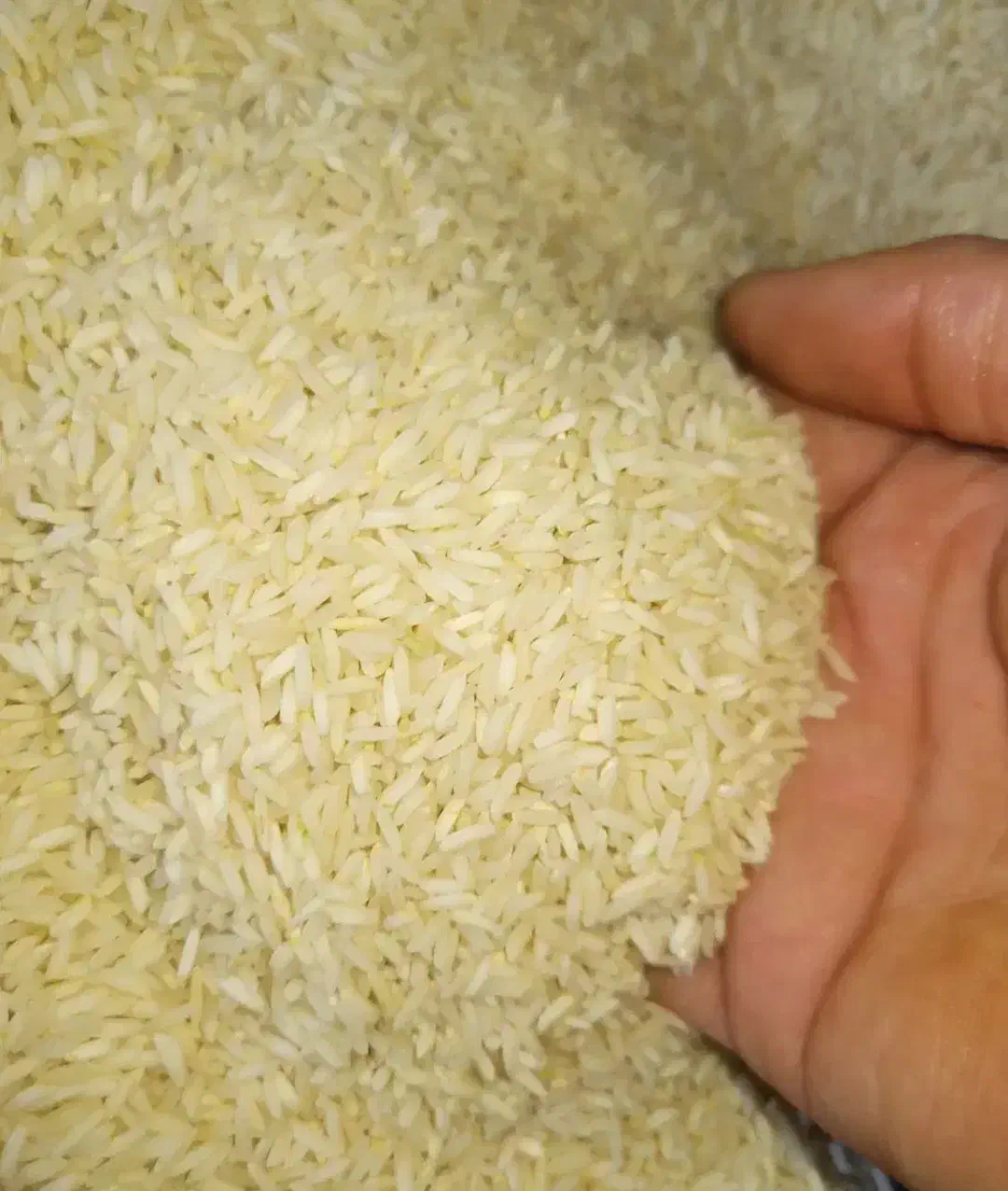 برنج گیلان مازندران/ عمده تناژ/ هاشمی طارم صدری|خوردنی و آشامیدنی|تهران, فلسطین (میدان انقلاب)|دیوار