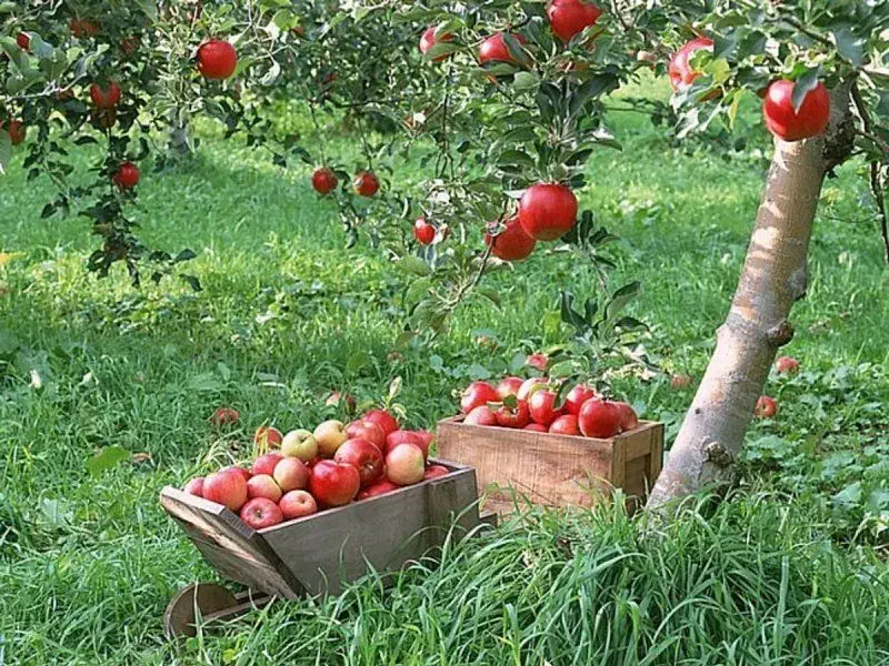 باغ داری|خدمات باغبانی و درختکاری|قم, سراجه|دیوار