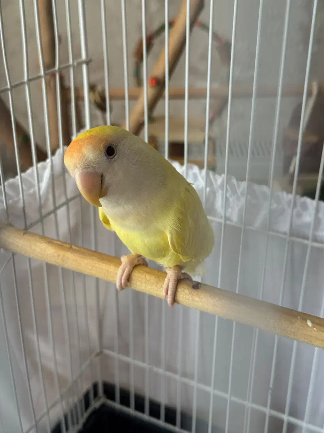 طوطی برزیلی ماده|پرنده|کرج, ساماندهی|دیوار