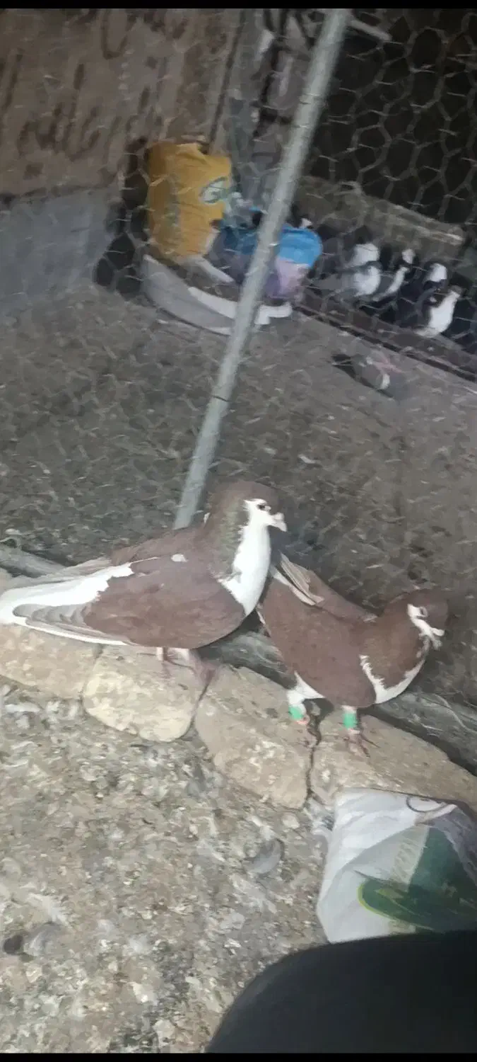 خوشرنگ سرخ|پرنده|اقبالیه, |دیوار