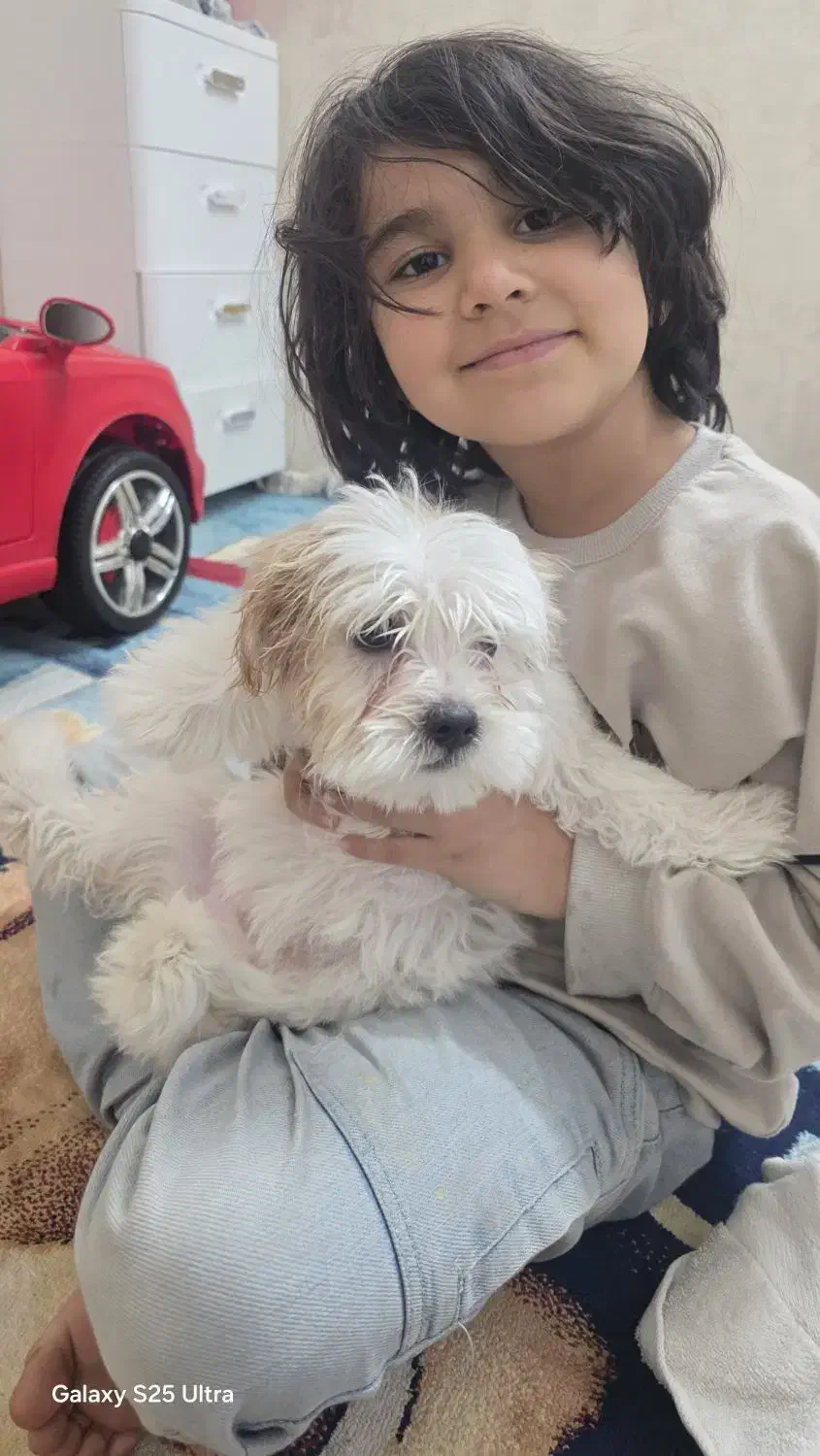 سگ پودل کراس|سگ|مشهد, محمدآباد|دیوار