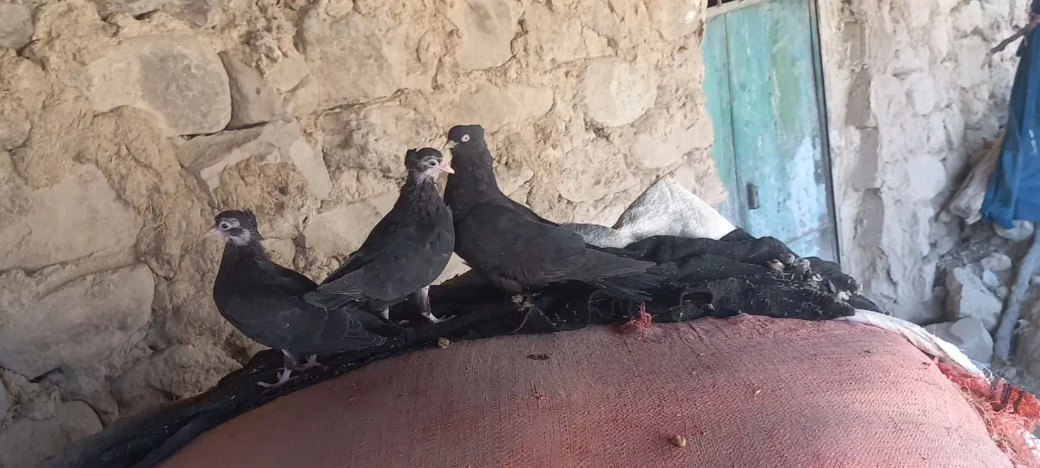 جوجه زاغ|پرنده|لردگان, |دیوار