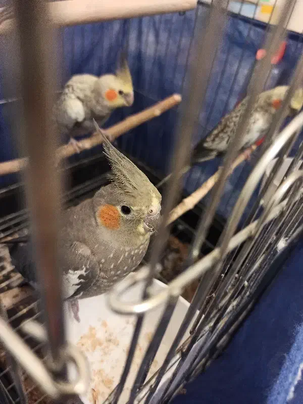 عروس هلندی|پرنده|کرمانشاه, |دیوار