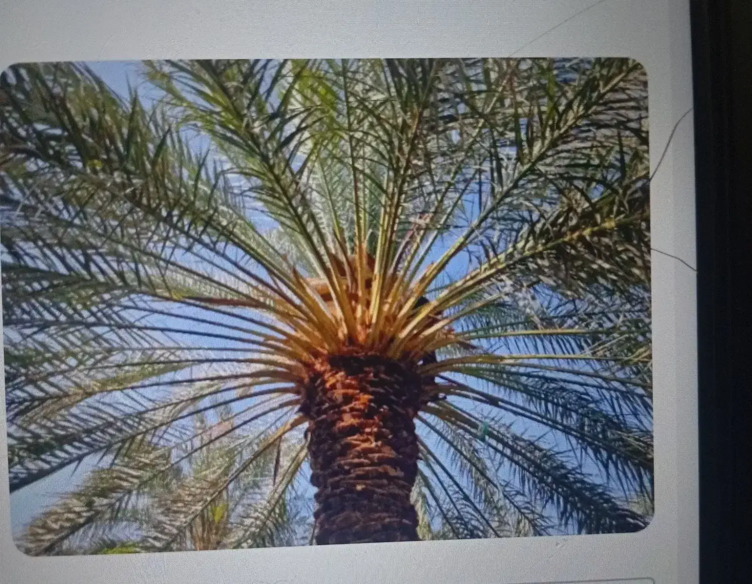 سلام درخت گراز هستم|خدمات باغبانی و درختکاری|بم, |دیوار