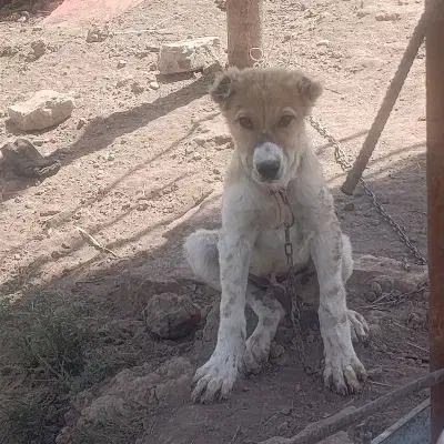 سگ افغان|سگ|رفسنجان, |دیوار