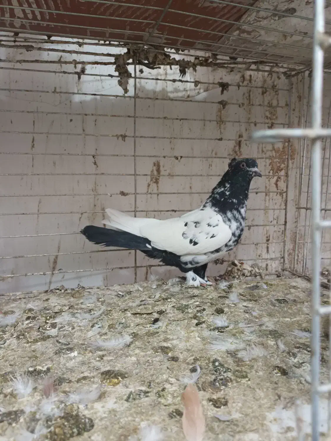 گرفتنی رنگی|پرنده|قم, نوبهار|دیوار