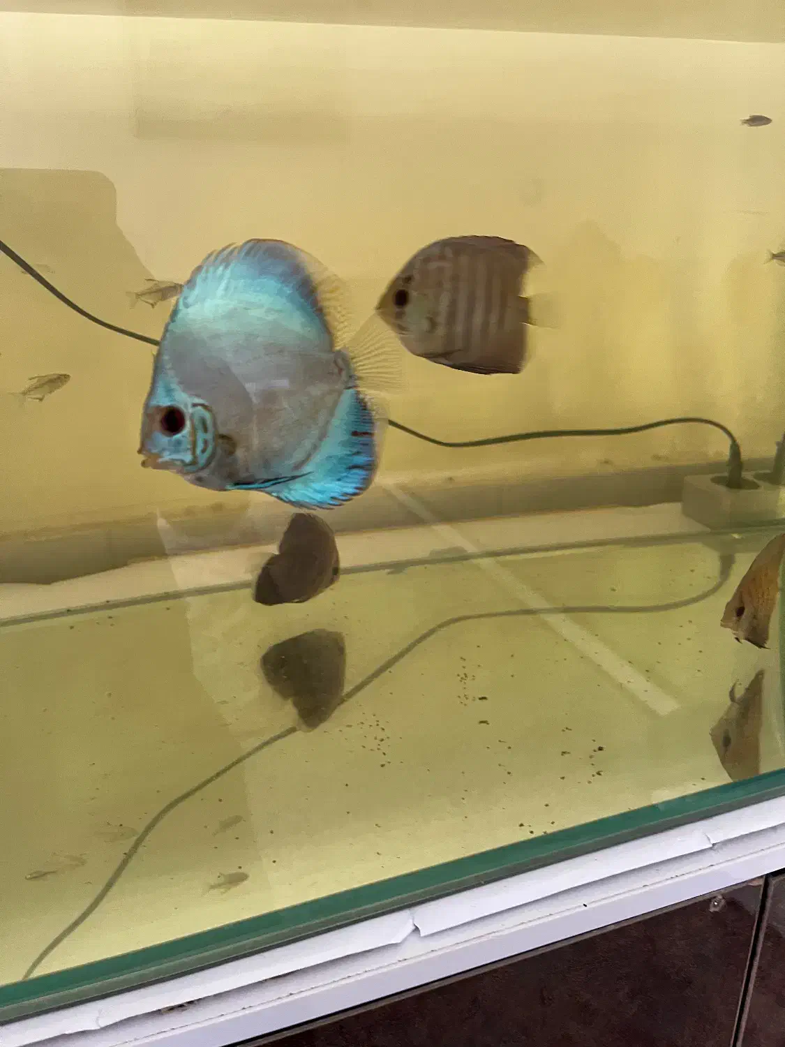 ماهی|ماهی|سیرجان, |دیوار