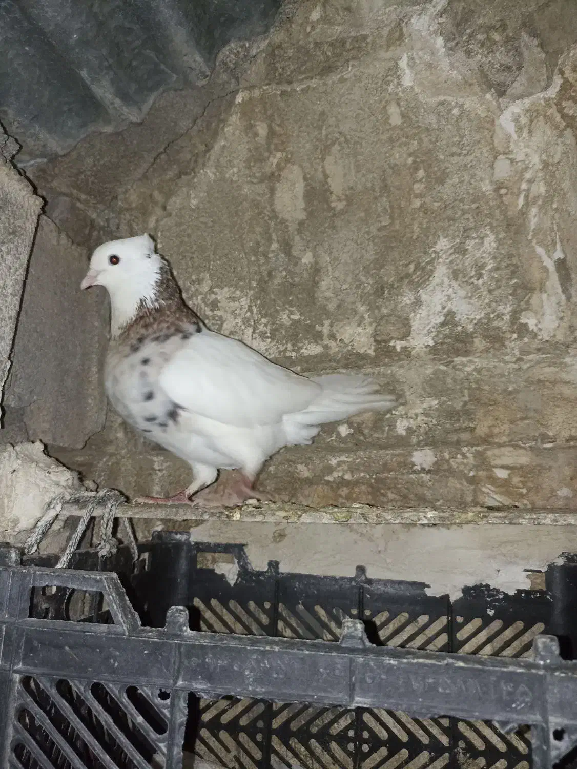 طوقی|پرنده|لنده, |دیوار