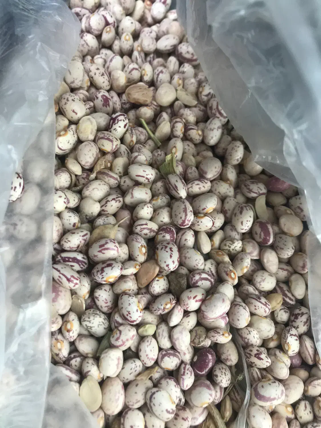 فروش لوبیا چیتی درجه یک|خوردنی و آشامیدنی|شیراز, آزادی|دیوار