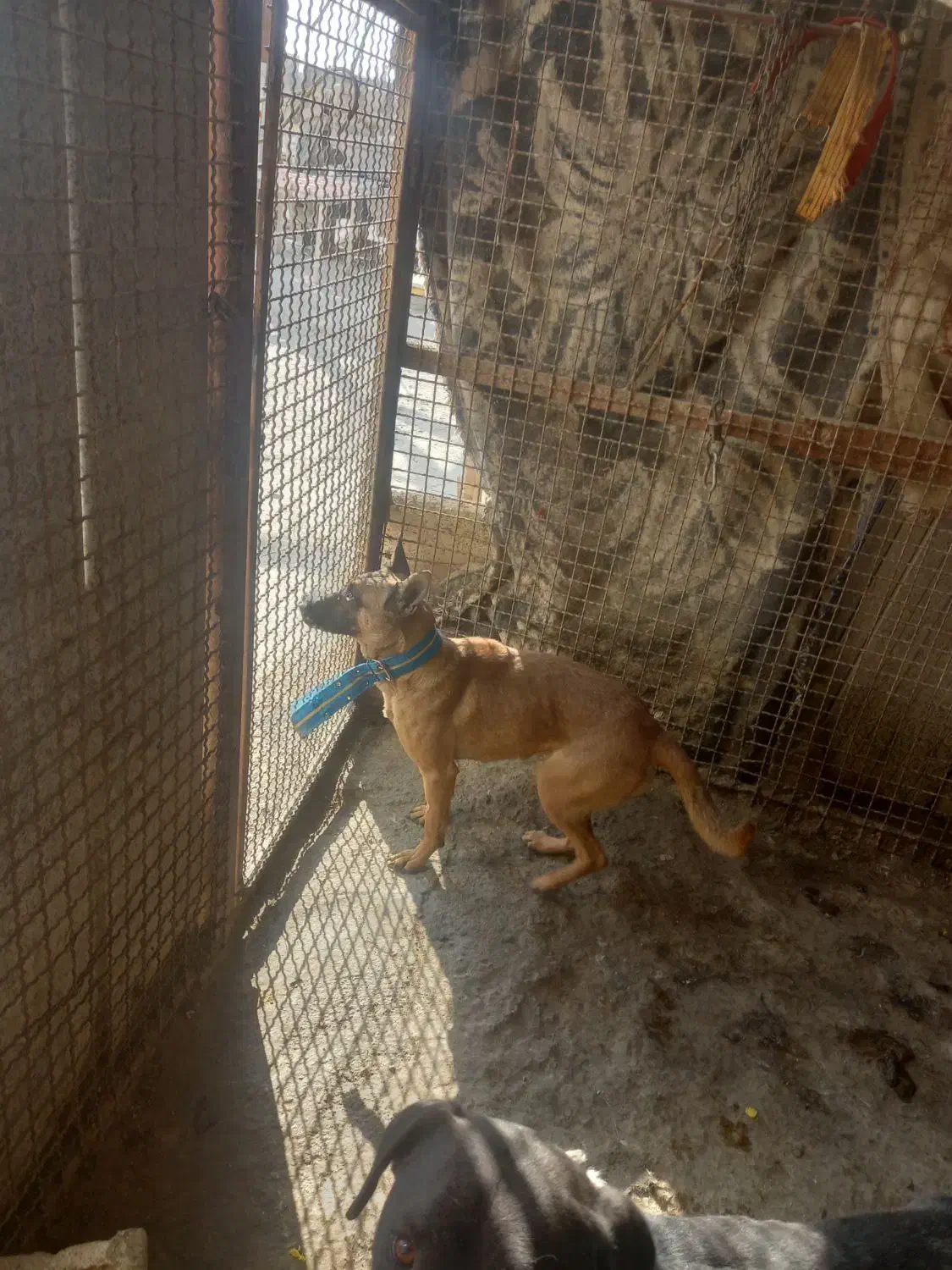 یک جفت نرولاس خارجی روزگاری به شرط|سگ|اصفهان, محمودآباد|دیوار