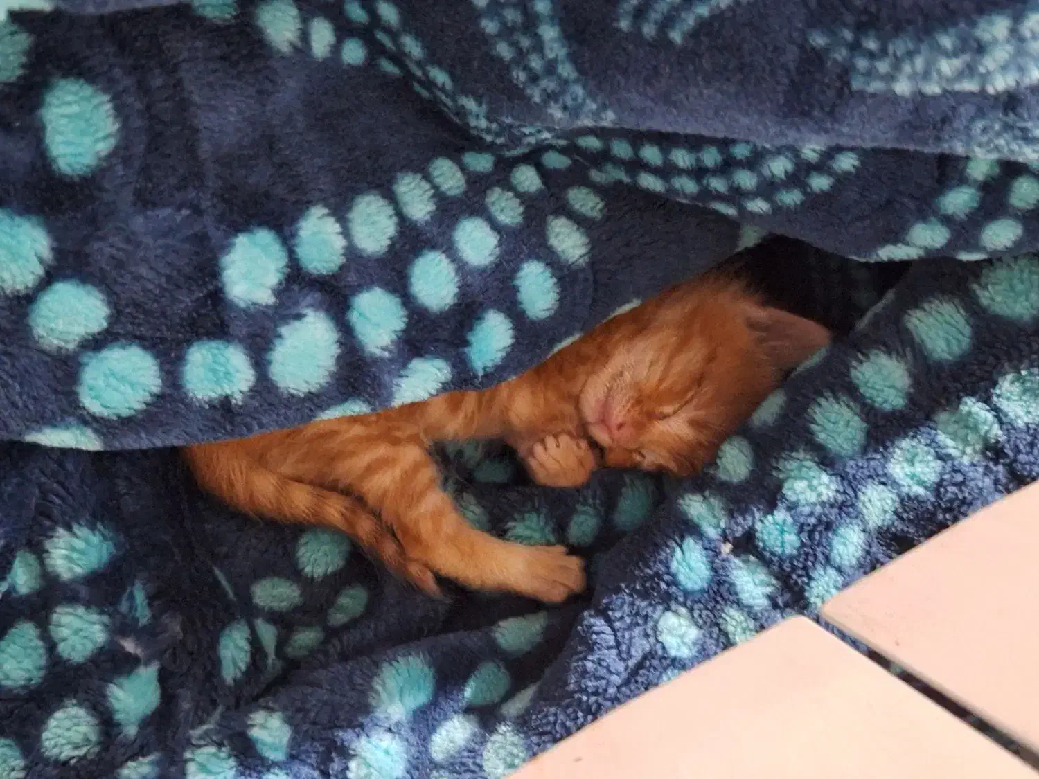 بچه گربه نارنجی|گربه|تهران, والفجر (افسریه)|دیوار