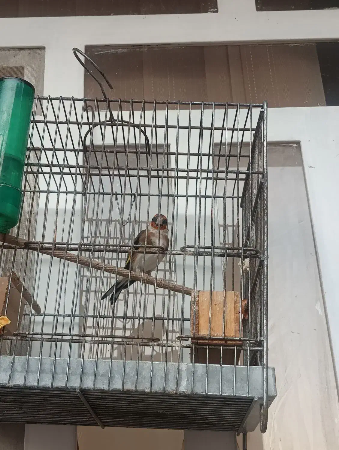 سهره|پرنده|شیراز, تندگویان|دیوار