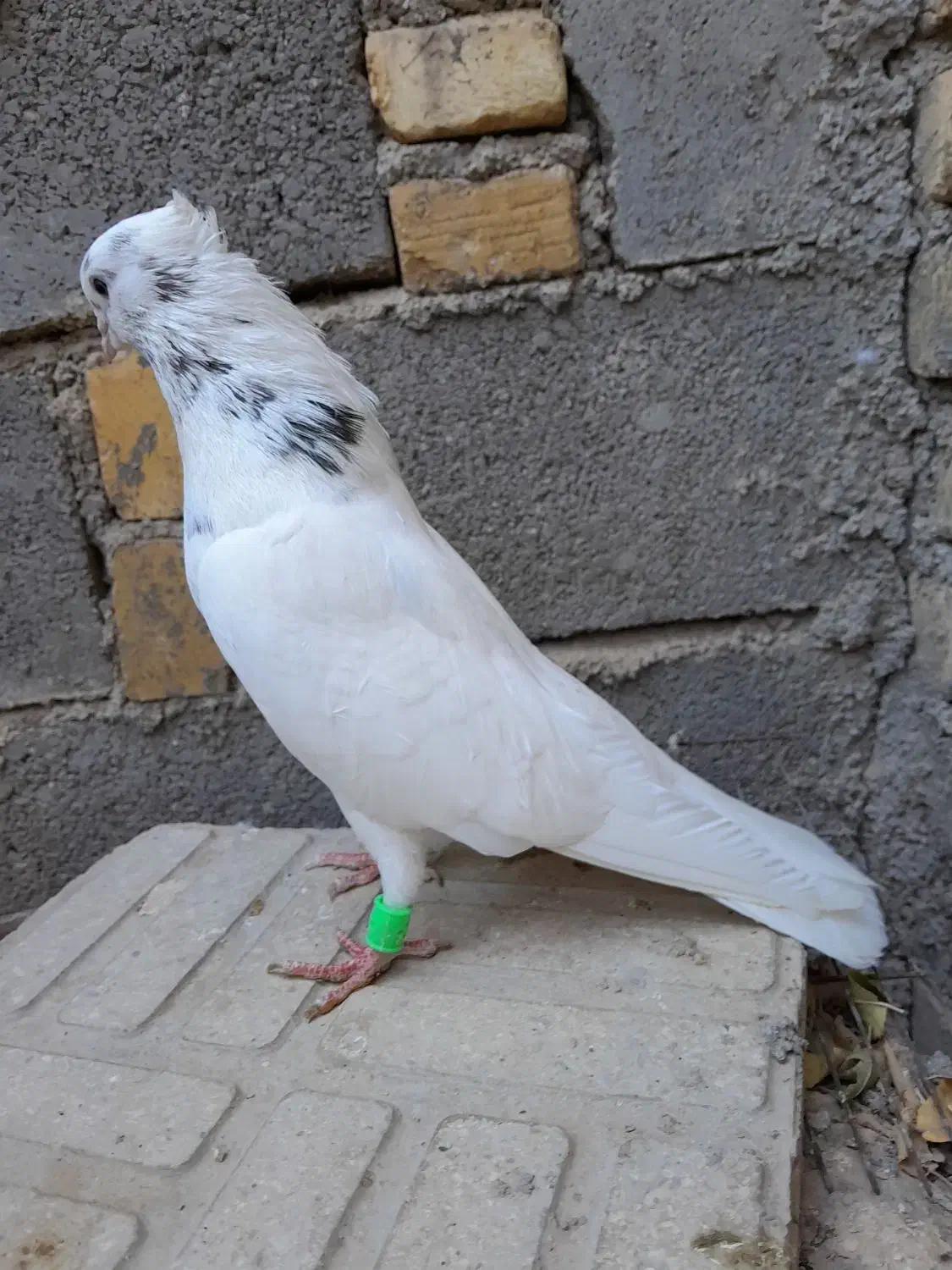 ۳ تا کبوتر سیاتی کرز و سمن|پرنده|ماهیدشت, |دیوار