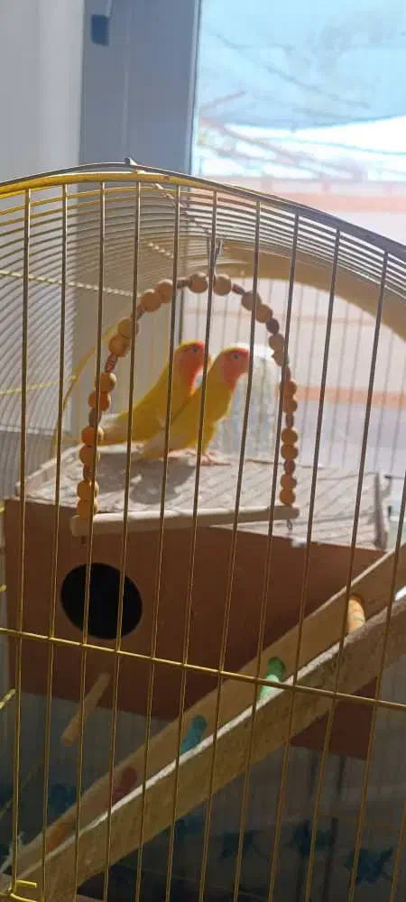 جفت عروس هلندی و کوتوله مولد و دستی|پرنده|خمینی‌شهر, |دیوار