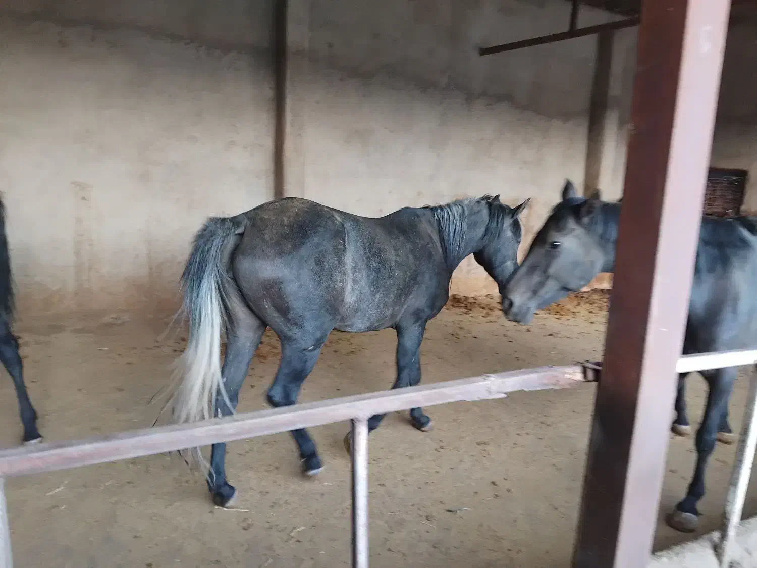 اسب|اسب و تجهیزات اسبسواری|سنندج, |دیوار