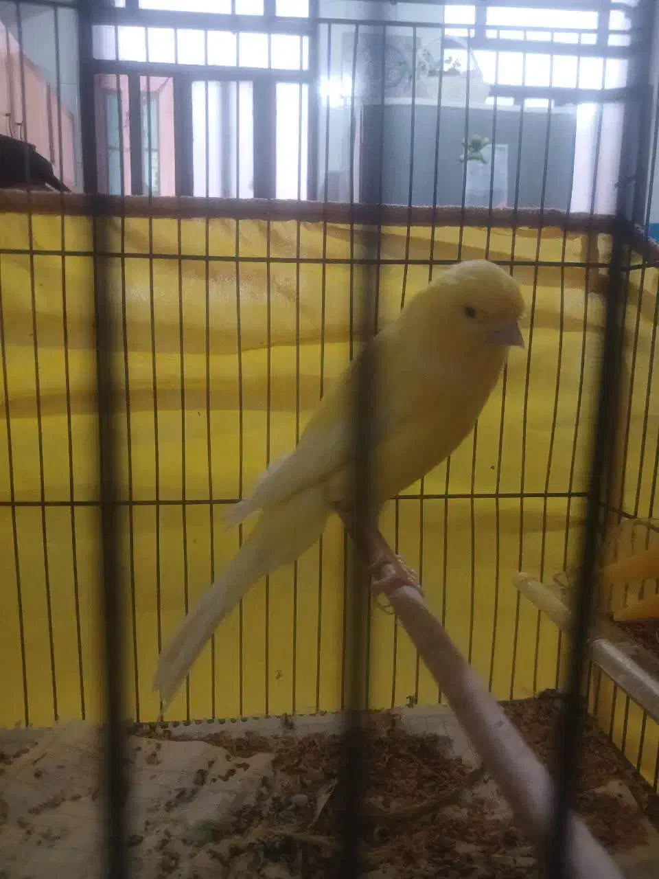 قناری رسمی بلند|پرنده|یزد, |دیوار