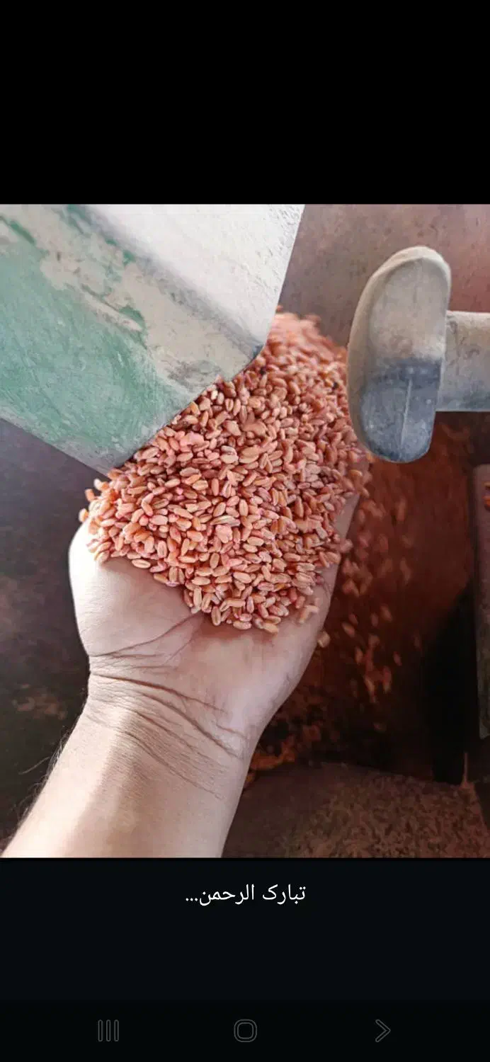 گندم چمران۲ بوجاری شده و مهرگان و کود اوره|عمده‌فروشی|رامشیر, |دیوار