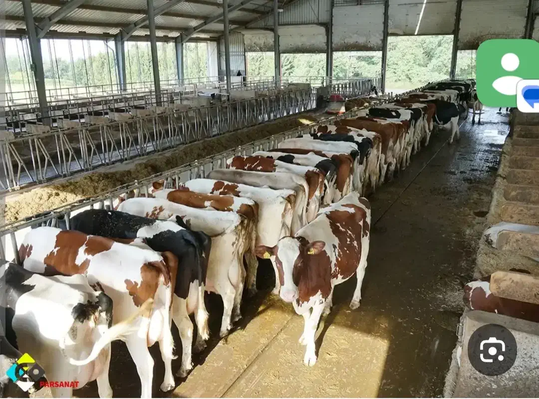 گاوداری   فروشی در دلقند و مرغداری|فروش دفتر صنعتی، کشاورزی، تجاری|سبزوار, قصبه شرقی|دیوار