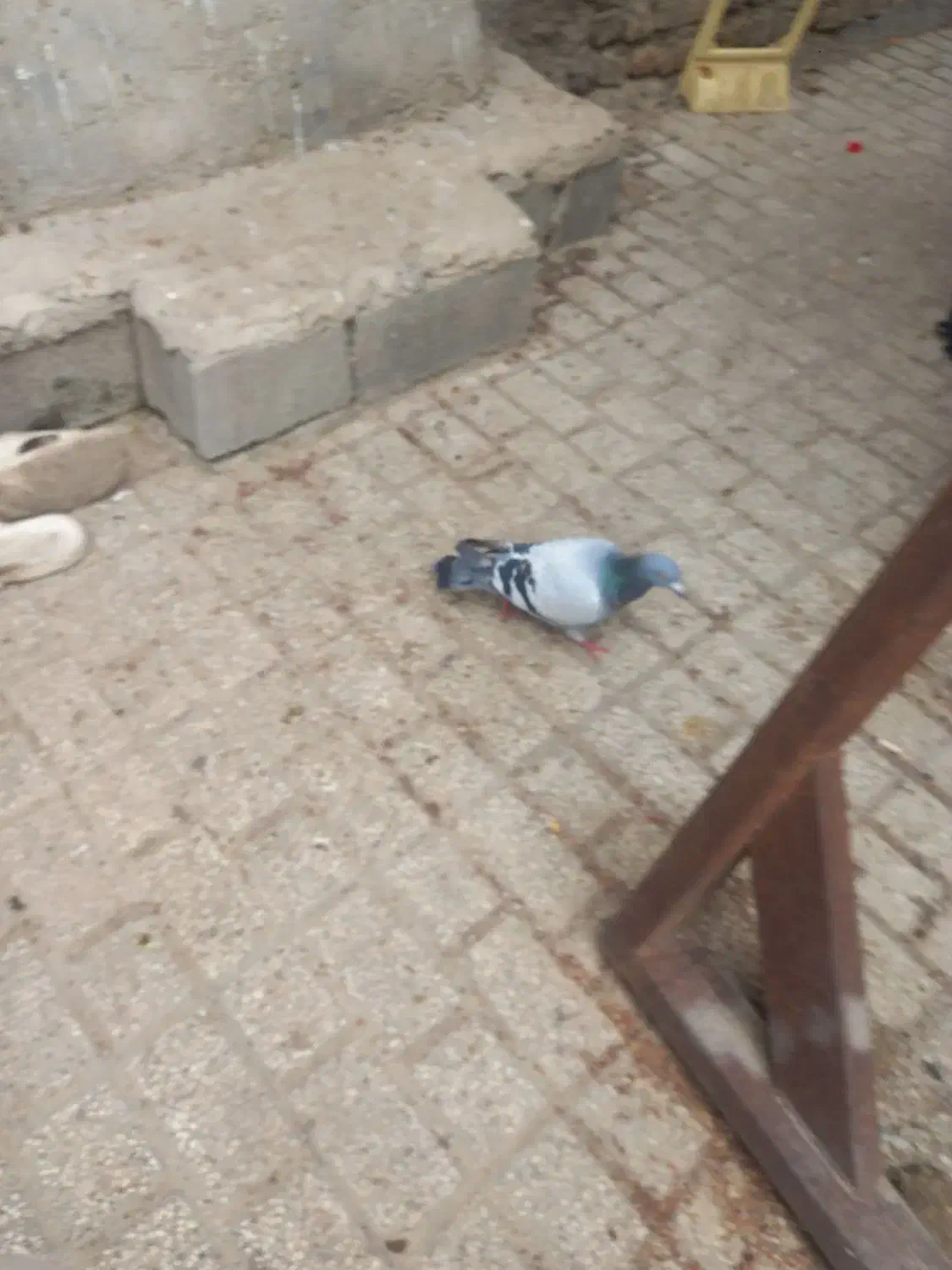 المانی معاوضه باتکپر|پرنده|کلاله, |دیوار